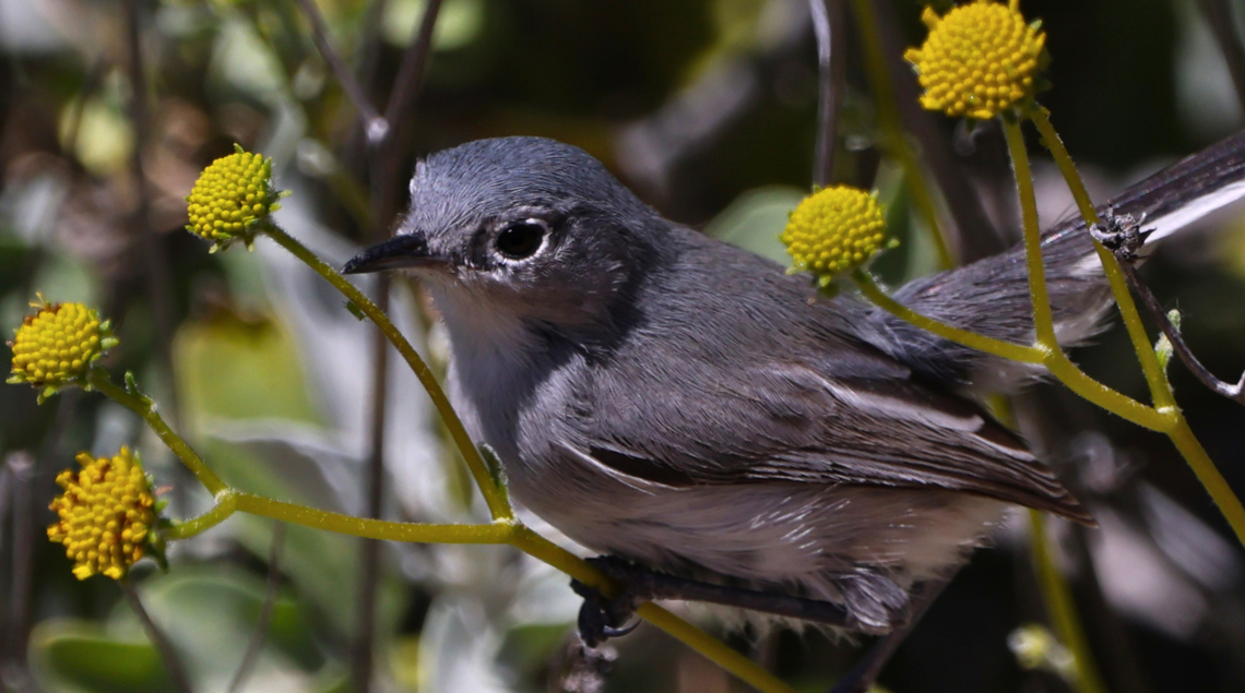 Black-tailed Gnatcatcher bird or Polioptila melanura Non-breeding birds lack the black cap.<br />
Looks like it is getting ready to eat a green treehopper on the plant stem and not a gnat. Black-tailed gnatcatcher,Geotagged,Polioptila melanura,Spring,United States