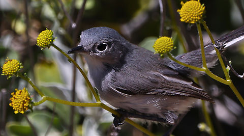 Black-tailed Gnatcatcher bird or Polioptila melanura Non-breeding birds lack the black cap.
Looks like it is getting ready to eat a green treehopper on the plant stem and not a gnat. Black-tailed gnatcatcher,Geotagged,Polioptila melanura,Spring,United States