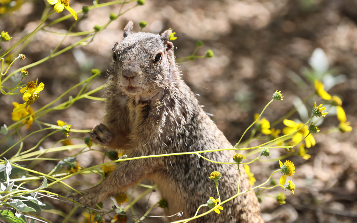 Rock squirrel or Otospermophilus variegatus The squirrels' muzzle is covered with flower seeds it has been eating. Geotagged,Otospermophilus variegatus,Rock squirrel,Spring,United States