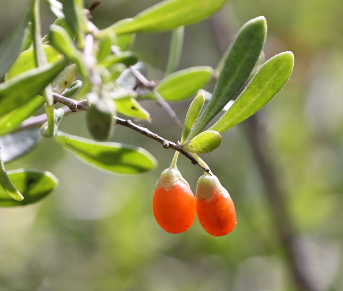 Goji Berry or Lycium barbarum On 29 May 2009, a class action lawsuit was filed against FreeLife in the United States District Court of Arizona. This lawsuit alleged false claims, misrepresentations, false and deceptive advertising of health and curative properties of this berry in FreeLife&#039;s Himalayan Goji Juice, GoChi, and TaiSlim products. A settlement agreement was reached on 28 April 2010, where FreeLife took steps to ensure that its goji products were not marketed as &quot;unheated&quot; or &quot;raw&quot; and made a contribution to an educational organization. Geotagged,Lycium barbarum,Matrimony Vine,Spring,United States