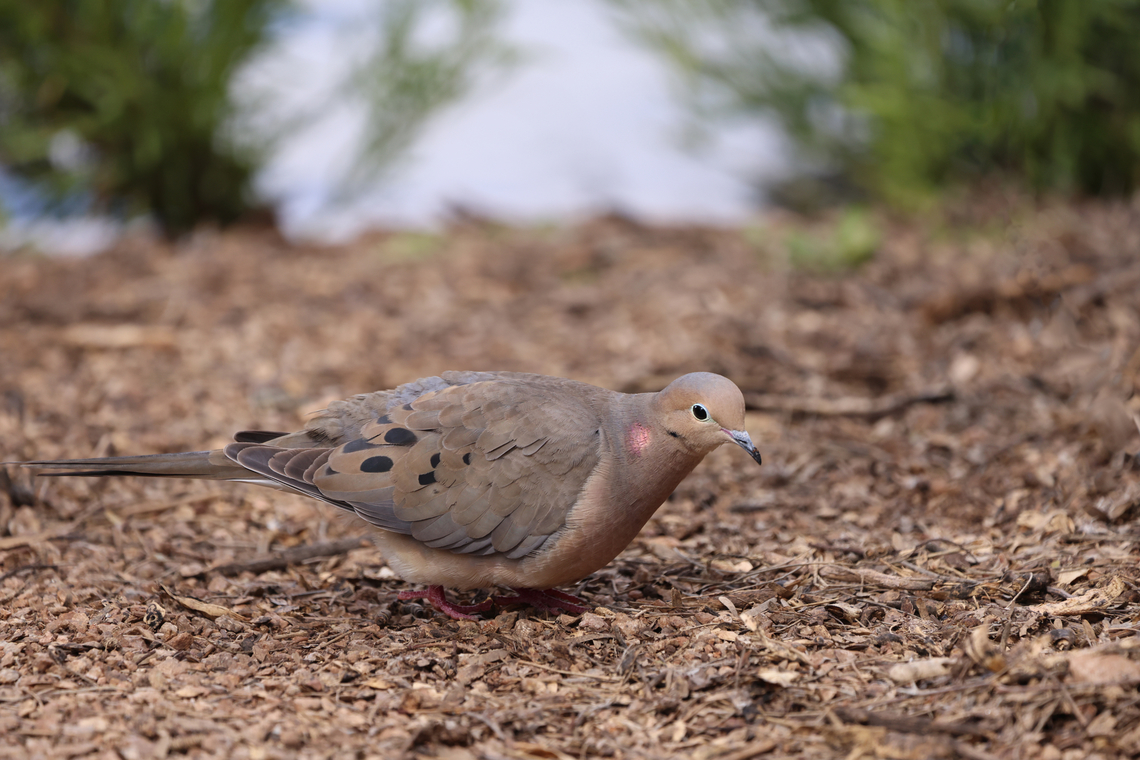 Mourning Dove or Zenaida macroura As a young boy I distinctly remember the soothing sounds of this dove outside my bedroom window every morning. Even today, my neighborhood has many of these doves which offer a soothing cooing sound in the morning and in the evening.<br />
An interesting note is that this is one of the few birds to drink without lifting its head, similar to the Rock Pigeon. Geotagged,Mourning dove,Spring,United States,Zenaida macroura