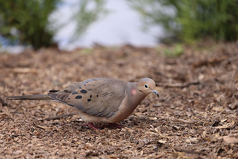 Mourning Dove or Zenaida macroura As a young boy I distinctly remember the soothing sounds of this dove outside my bedroom window every morning. Even today, my neighborhood has many of these doves which offer a soothing cooing sound in the morning and in the evening.
An interesting note is that this is one of the few birds to drink without lifting its head, similar to the Rock Pigeon. Geotagged,Mourning dove,Spring,United States,Zenaida macroura