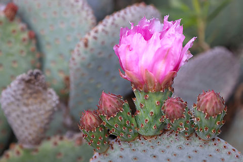 Prickly Pear Cactus or Opuntia basilaris Prickly pears are mostly used for food in the Hispanic community. The pads are stripped of its spines, boiled then eaten. It is also used for low maintenance fencing and is very effective at keeping cattle corralled.
Here are a few recipes for cooking the pad and making jam from the fruit.
https://extension.arizona.edu/sites/extension.arizona.edu/files/pubs/az1800-2019.pdf
 Beavertail cactus,Geotagged,Opuntia basilaris,Spring,United States