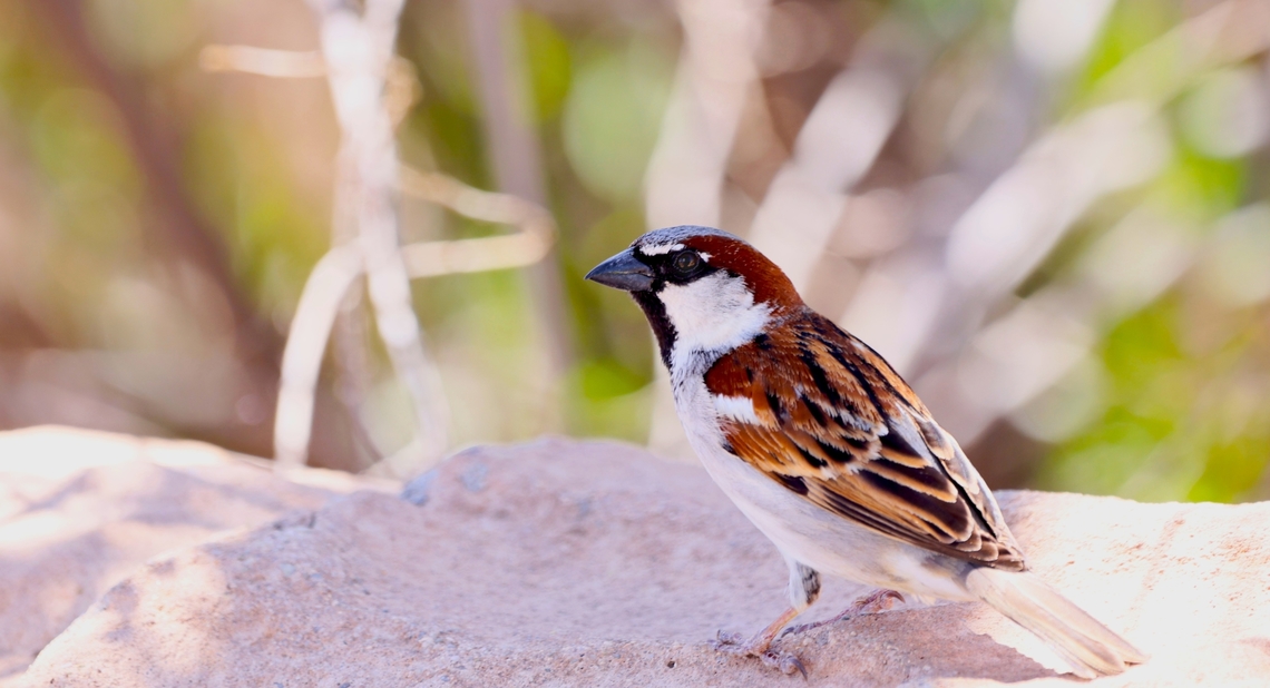 House Sparrow male or Passer domesticus  Geotagged,House sparrow,Passer domesticus,Spring,United States