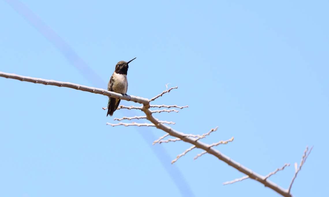 Black-chinned Hummingbird or Archilochus alexandri  Archilochus alexandri,Black chinned hummingbird,Geotagged,Spring,United States