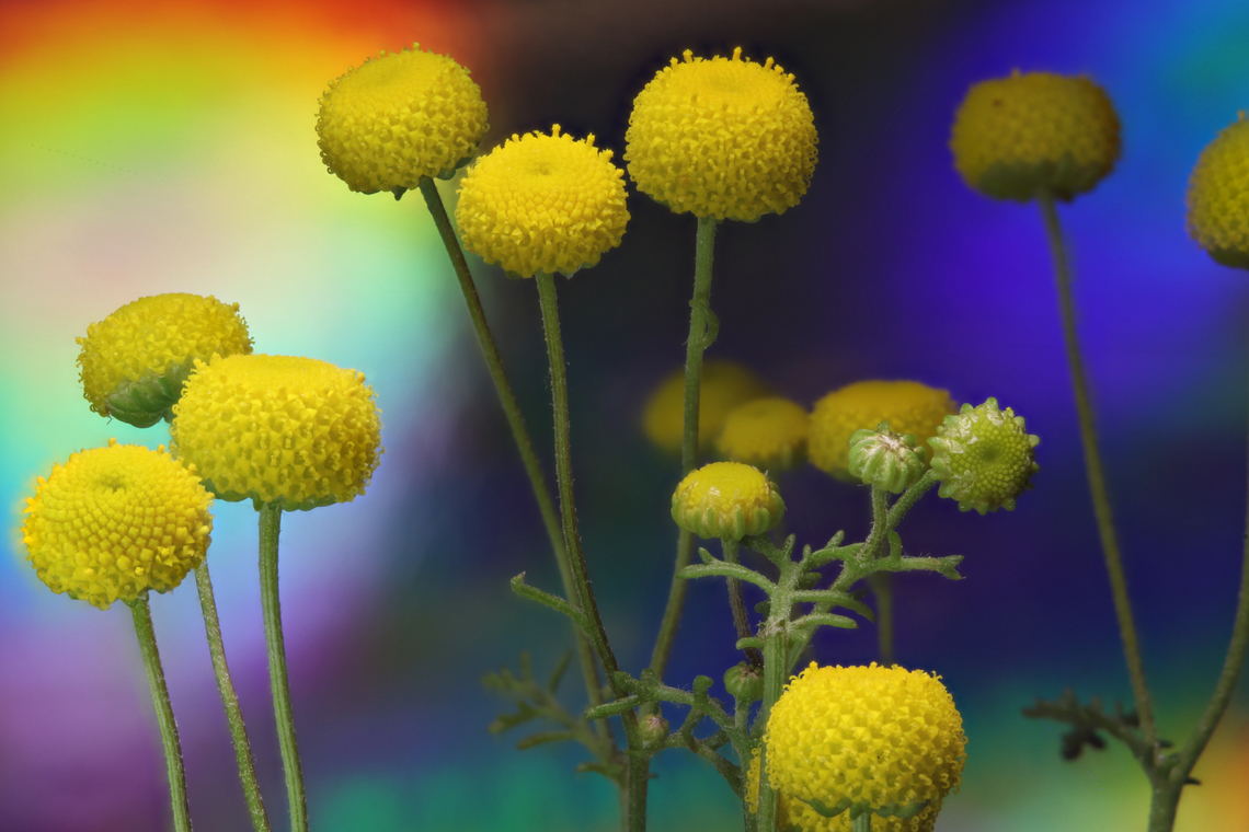 Stinknet or globe chamomile or Oncosiphon piluliferum This is an invasive plant from South Africa that landed in California about 1981. It has a strong smell and even goats don't want to eat it.<br />
In January 2024 this plant was indicated as a noxious weed in Arizona. It has taken over many places that use to be the habitat of natural wildflowers in Arizona. This causes stress on the native pollinator animals that rely upon the native plants for pollen and food.<br />
When they dry up in the summer it creates large quantities of tinder that allows wildfires to increase in intensity and frequency. Those fires are devastating to native plants like the iconic Saguaro.<br />
<br />
f/16, 0.75x, 1/25 sec, ISO 200, 13 steps at 2.7mm/step<br />
<figure class="photo"><a href="https://www.jungledragon.com/image/159136/stinknet_or_globe_chamomile_or_oncosiphon_piluliferum.html" title="Stinknet or globe chamomile or Oncosiphon piluliferum"><img src="https://s3.amazonaws.com/media.jungledragon.com/images/5803/159136_thumb.jpg?AWSAccessKeyId=05GMT0V3GWVNE7GGM1R2&Expires=1769040010&Signature=FW2qsGSej2ruU23GcJShxR9%2FfBM%3D" width="200" height="134" alt="Stinknet or globe chamomile or Oncosiphon piluliferum 3.5X, 85 steps with 52 microns per step Geotagged,Oncosiphon pilulifer,Stinknet,United States" /></a></figure><br />
 Geotagged,Oncosiphon pilulifer,United States