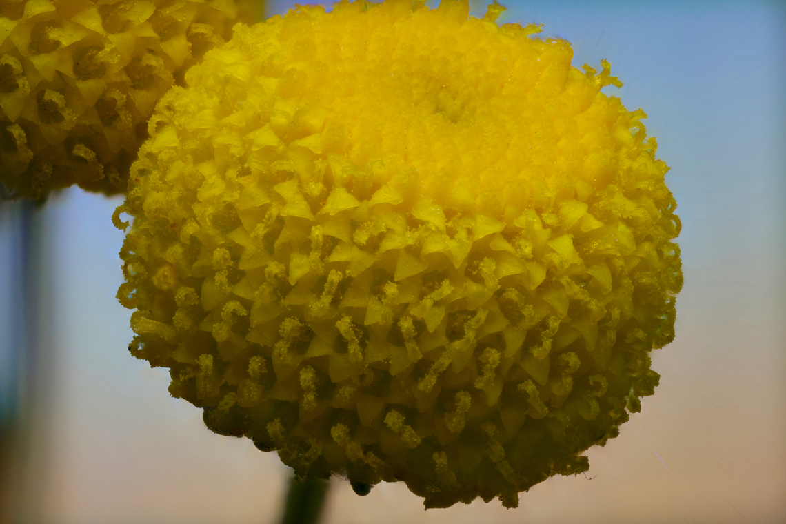 Stinknet or globe chamomile or Oncosiphon piluliferum 3.5X, 85 steps with 52 microns per step Geotagged,Oncosiphon pilulifer,Stinknet,United States