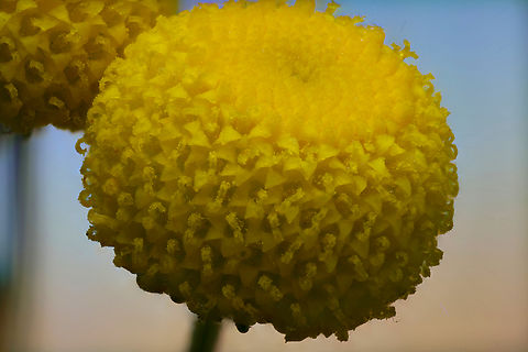 Stinknet or globe chamomile or Oncosiphon piluliferum 3.5X, 85 steps with 52 microns per step Geotagged,Oncosiphon pilulifer,Stinknet,United States