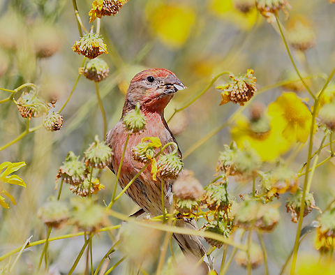 House Finch male or Haemorhous mexicanus  Carpodacus mexicanus,Geotagged,House Finch,Spring,United States