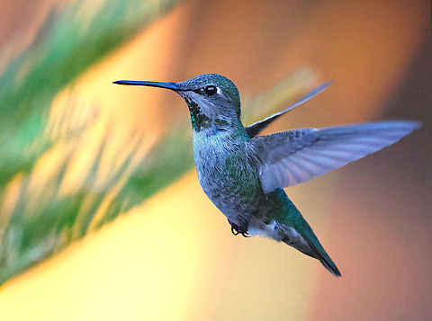 Annas Hummingbird or Calypte anna Taken in the dusk hours in a shadow with no flash. Annas hummingbird,Calypte anna,Geotagged,Spring,United States