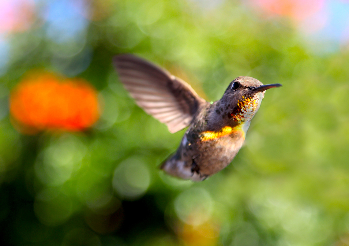 Probably Anna's Hummingbird or Calypte anna Caught in the sunlight the normally red gorget turns a brilliant gold color. Annas hummingbird,Calypte anna,Geotagged,Spring,United States