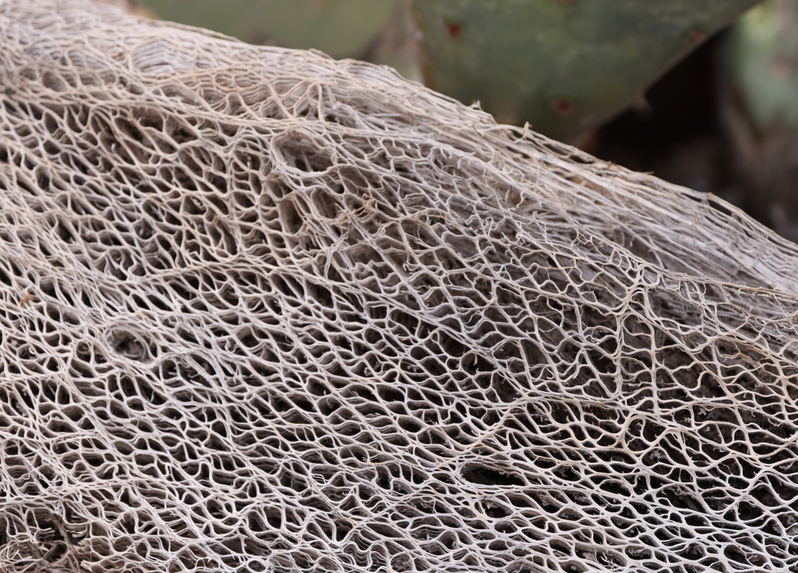 Prickly Pear skeleton or Opuntia engelmannii In the intense heat and dryness of Arizona when prickly pear plants die, they usually dry out and don't rot. All their "sap", fluid will be totally eliminated by subsequent rains and animals. It leaves a very fibrous mat that is very similar to bath luffas that are made from gourds. Engelmann's Pricklypear,Geotagged,Opuntia engelmannii,Spring,United States