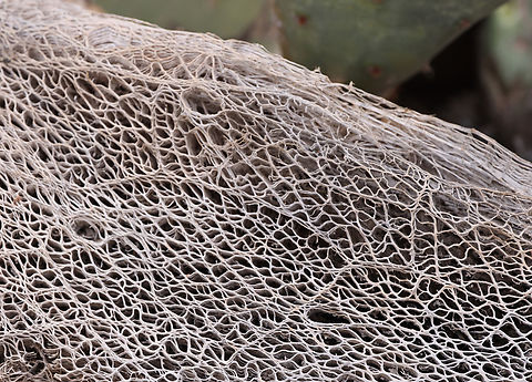 Prickly Pear skeleton or Opuntia engelmannii In the intense heat and dryness of Arizona when prickly pear plants die, they usually dry out and don't rot. All their "sap", fluid will be totally eliminated by subsequent rains and animals. It leaves a very fibrous mat that is very similar to bath luffas that are made from gourds. Engelmann's Pricklypear,Geotagged,Opuntia engelmannii,Spring,United States