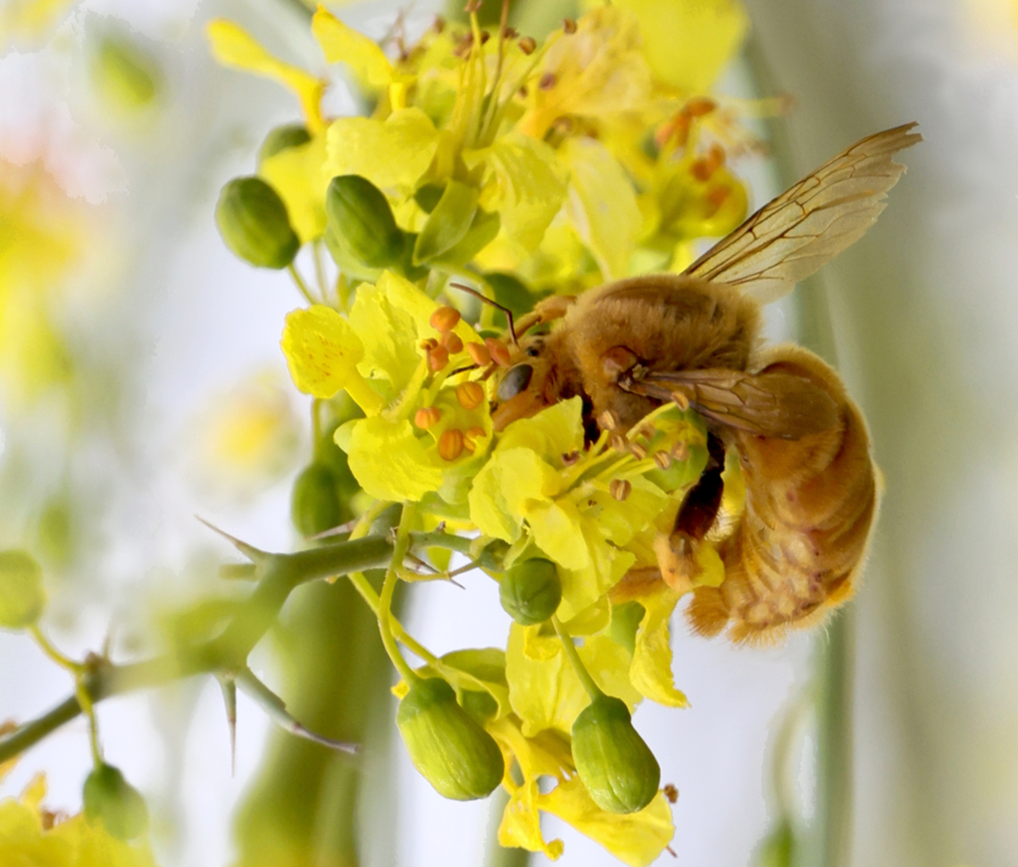 Valley Carpenter Bee or Xylocopa sonorina This is a large bumblebee size bee that normally nests and burrows into wood, particularly cut wood. It can be aggressive if disturbed, so I don't mess around with these big boys. Geotagged,Sonoran carpenter bee,Spring,United States,Xylocopa sonorina