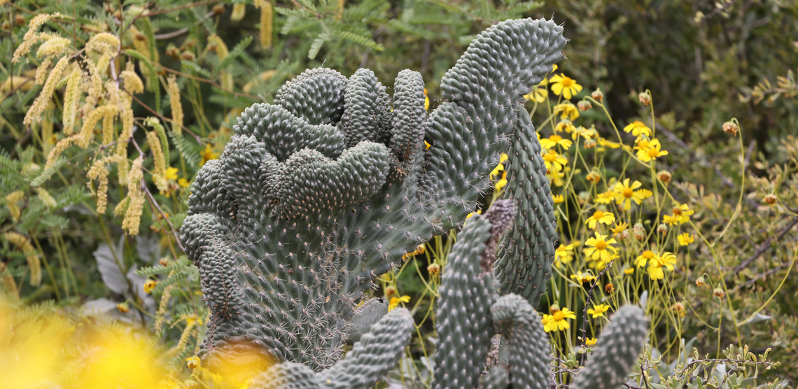 Boxing Glove Cholla, crested cactus or Cylindropuntia fulgida var. mammillata Though often rare it is not that unusual to see fasciation like this in certain types of plants. The technical term for growing in this fan like structure is called fasciation. Look for the terms like crested or fasciation for more examples. Cylindropuntia fulgida,Geotagged,Spring,United States
