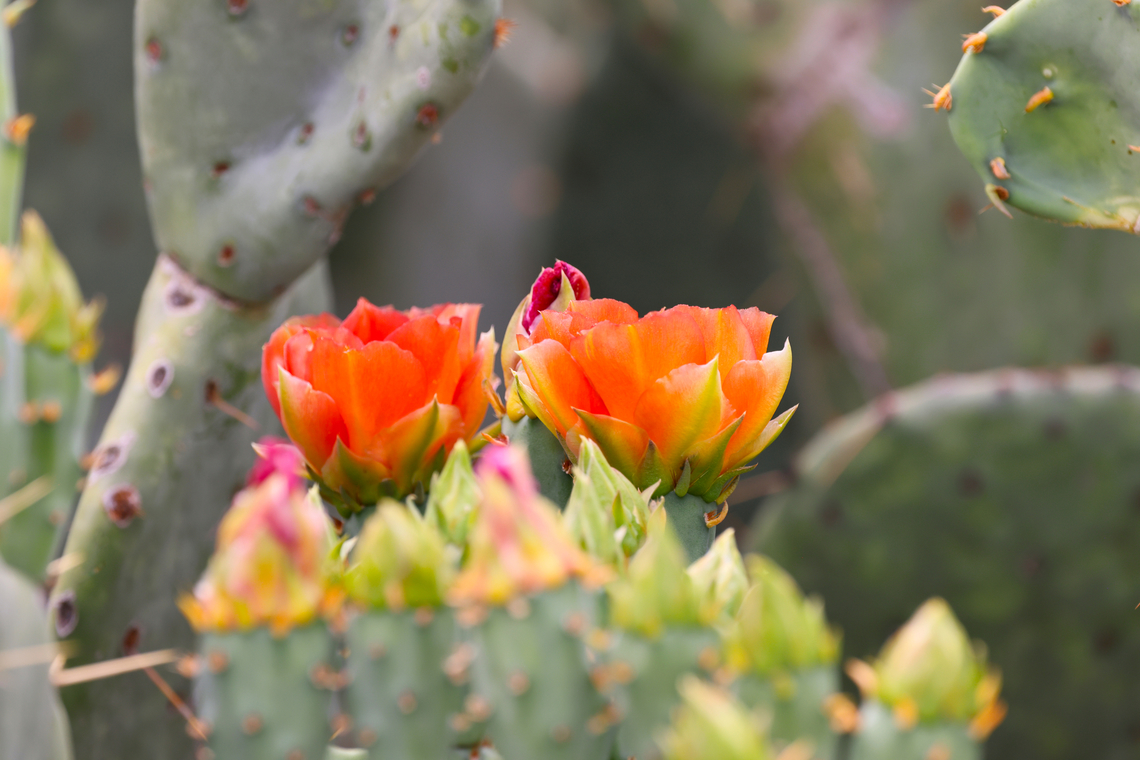 Prickly Pear flower or Opuntia engelmannii  Engelmann's Pricklypear,Geotagged,Opuntia engelmannii,Spring,United States