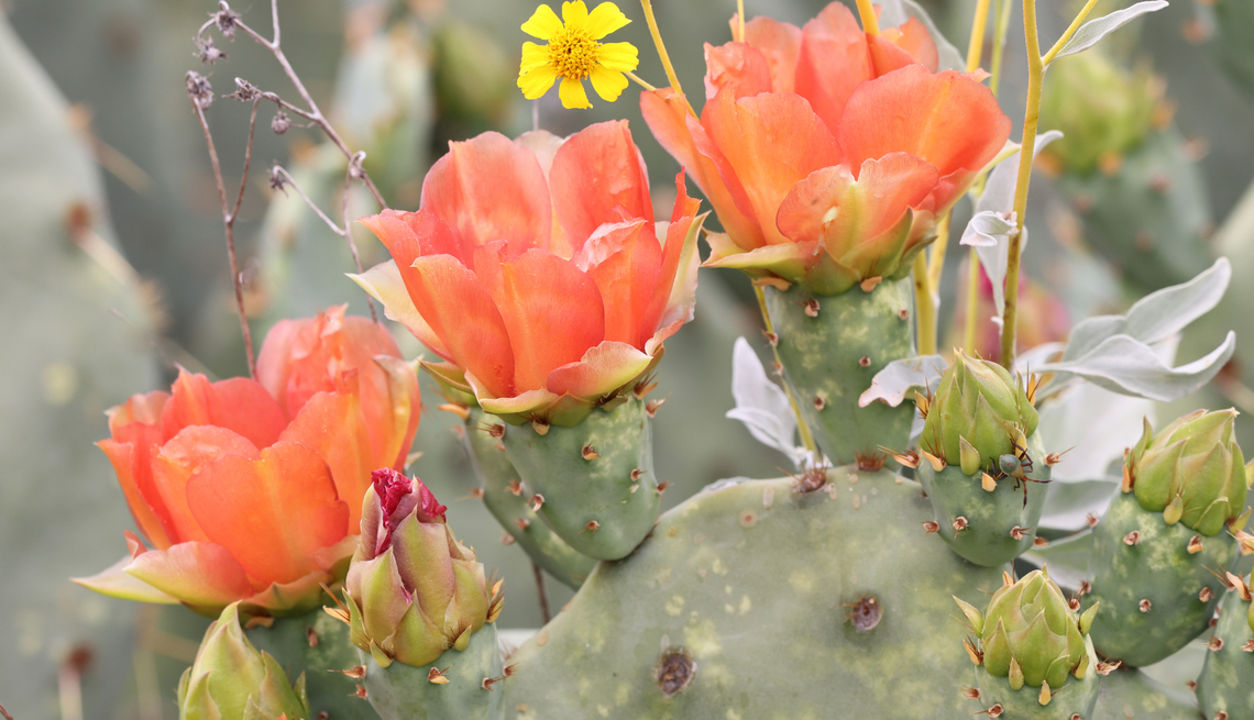 Prickly Pear or Opuntia engelmannii flower with bonus Hemiptera insect I rarely see these little hidden bonus insects until I start doing post and then I discover them. The insect is in the Hemiptera family or true bugs. The true bug is spotted towards the bottom right on a flower bud. Arizona,Engelmann's Pricklypear,Geotagged,Opuntia engelmannii,Spring,United States