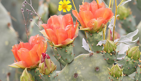 Prickly Pear or Opuntia engelmannii flower with bonus Hemiptera insect I rarely see these little hidden bonus insects until I start doing post and then I discover them. The insect is in the Hemiptera family or true bugs. The true bug is spotted towards the bottom right on a flower bud. Arizona,Engelmann's Pricklypear,Geotagged,Opuntia engelmannii,Spring,United States