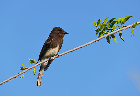 Black Phoebe or Sayornis nigricans  Black phoebe,Geotagged,Sayornis nigricans,Spring,United States