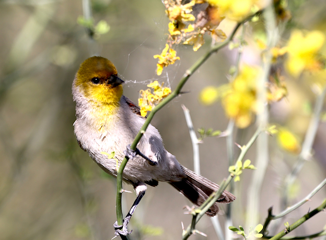 Yellow male House Finch or Haemorhous mexicanus Yellow house finches are not that common as some males instead of red, turn yellow probably due to a poor diet.<br />
This one is also gathering spiderwebs for a nest it is building. Arizona,Carpodacus mexicanus,Geotagged,Haemorhous mexicanus,House Finch,House finch,Spring,United States