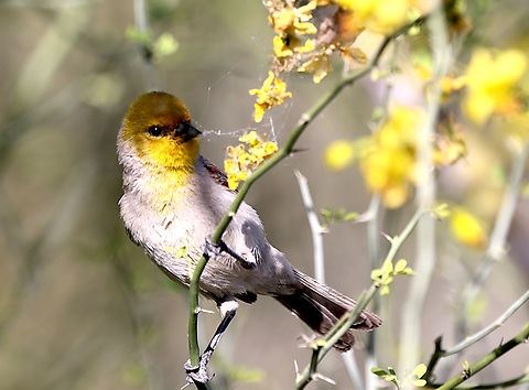 Yellow male House Finch or Haemorhous mexicanus Yellow house finches are not that common as some males instead of red, turn yellow probably due to a poor diet.
This one is also gathering spiderwebs for a nest it is building. Arizona,Carpodacus mexicanus,Geotagged,Haemorhous mexicanus,House Finch,House finch,Spring,United States
