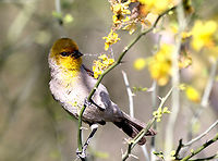 Yellow male House Finch or Haemorhous mexicanus Yellow house finches are not that common as some males instead of red, turn yellow probably due to a poor diet.<br />
This one is also gathering spiderwebs for a nest it is building. Arizona,Carpodacus mexicanus,Geotagged,Haemorhous mexicanus,House Finch,House finch,Spring,United States