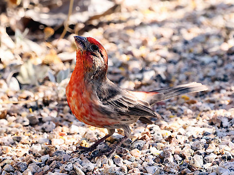 Red male House Finch or Haemorhous mexicanus Most are red to orange in color. Sometimes due to poor diet some of the males are yellow.
https://www.jungledragon.com/image/159651/yellow_male_house_finch_or_haemorhous_mexicanus.html Arizona,Carpodacus mexicanus,Geotagged,House Finch,Spring,United States