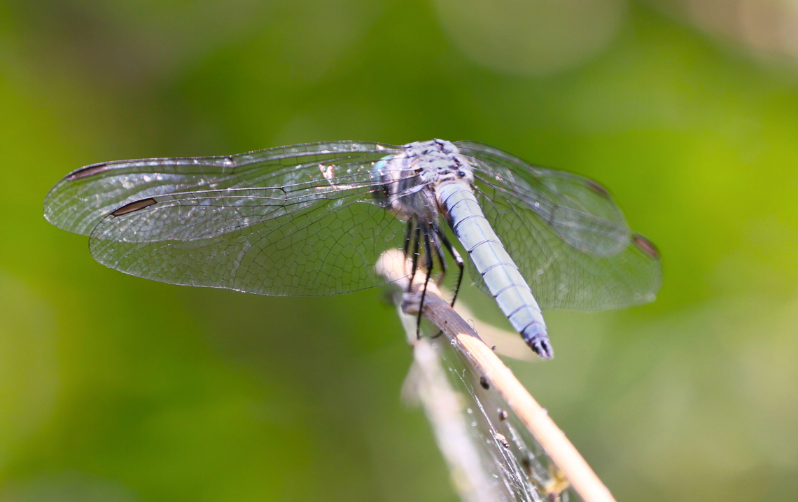 Blue Dasher or Pachydiplax longipennis  Arizona,Blue dasher,Geotagged,Pachydiplax longipennis,Spring,United States