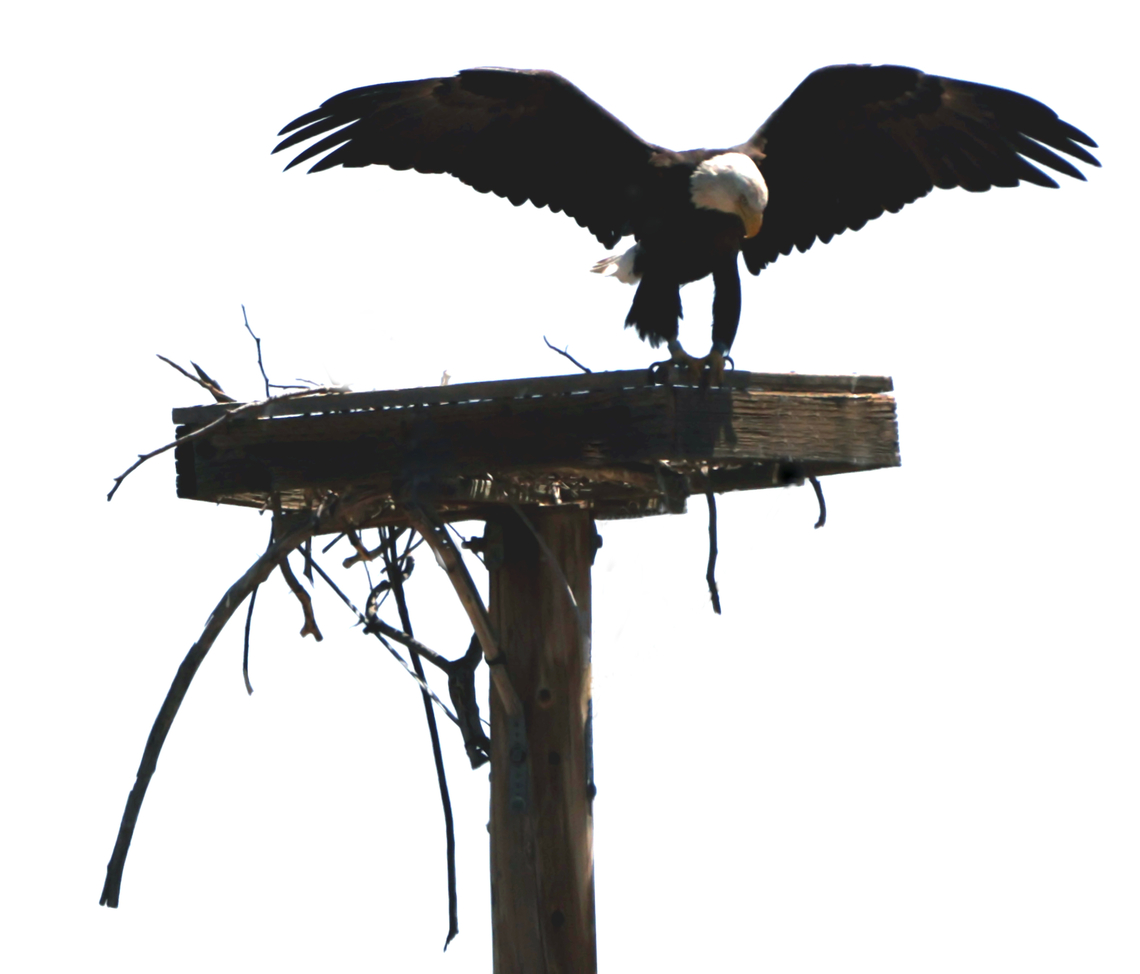 Bald Eagle or Haliaeetus leucocephalus  Arizona,Bald eagle,Geotagged,Haliaeetus leucocephalus,Spring,United States