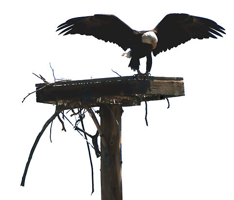 Bald Eagle or Haliaeetus leucocephalus  Arizona,Bald eagle,Geotagged,Haliaeetus leucocephalus,Spring,United States