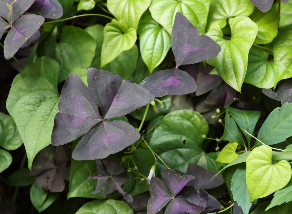Purple Shamrock or Oxalis Triangularis Notice the small thrip on the left leaf.<br />
At the Archibald Smith Plantation House, Georgia False Shamrock,Geotagged,Oxalis triangularis,Spring,United States