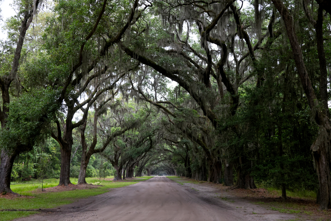 Spanish Moss or Thillandsia usneoides This epiphyte plant drips off of live oak trees (Quercus virginiana). Located near Savanah Georgia at an historic site called Wormsloe that used to be a plantation.<br />
<figure class="photo"><a href="https://www.jungledragon.com/image/160305/spanish_moss_or_thillandsia_usneoides.html" title="Spanish Moss or Thillandsia usneoides"><img src="https://s3.amazonaws.com/media.jungledragon.com/images/5803/160305_thumb.JPG?AWSAccessKeyId=05GMT0V3GWVNE7GGM1R2&Expires=1767225610&Signature=edOVFAUylM68i6ylt8DCObsR2GE%3D" width="102" height="152" alt="Spanish Moss or Thillandsia usneoides Wormsloe Plantation near Savanah Georgia Geotagged,Spanish moss,Spring,Tillandsia usneoides,United States" /></a></figure> Georgia,Geotagged,Spanish moss,Spring,Tillandsia usneoides,United States,Wormsloe Plantation
