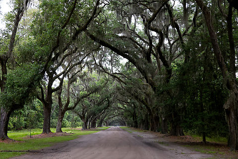 Spanish Moss or Thillandsia usneoides This epiphyte plant drips off of live oak trees (Quercus virginiana). Located near Savanah Georgia at an historic site called Wormsloe that used to be a plantation.
https://www.jungledragon.com/image/160305/spanish_moss_or_thillandsia_usneoides.html Georgia,Geotagged,Spanish moss,Spring,Tillandsia usneoides,United States,Wormsloe Plantation