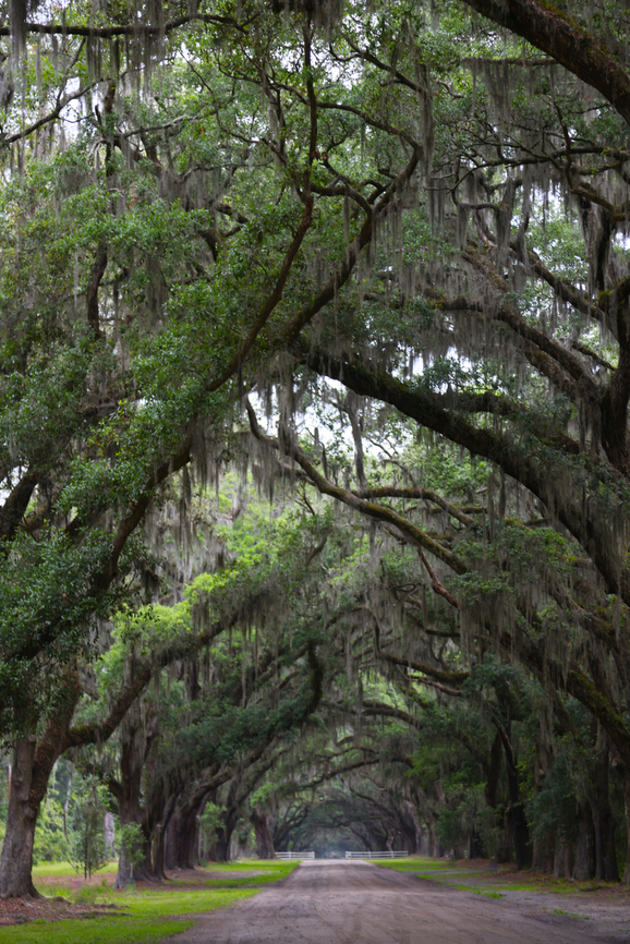 Spanish Moss or Thillandsia usneoides Wormsloe Plantation near Savanah Georgia Geotagged,Spanish moss,Spring,Tillandsia usneoides,United States