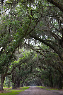 Spanish Moss or Thillandsia usneoides Wormsloe Plantation near Savanah Georgia Geotagged,Spanish moss,Spring,Tillandsia usneoides,United States