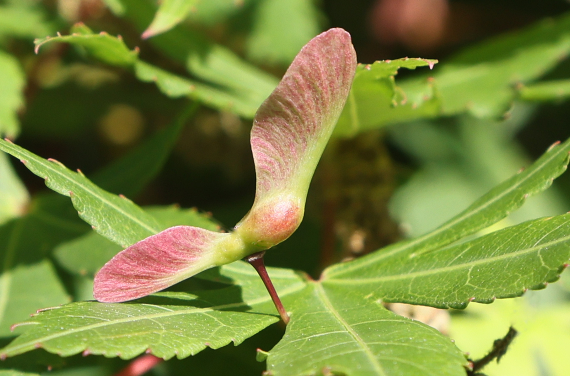 Live Oak seed or Quercus virginiana Brunby Hall gardens in Marietta Georgia Geotagged,Quercus virginiana,Southern live oak,Spring,United States