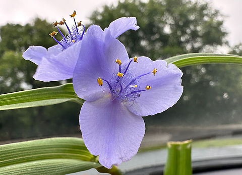 Common Spiderwort or Tradescantia ohiensis  Geotagged,Ohio spiderwort,Spring,Tradescantia ohiensis,United States