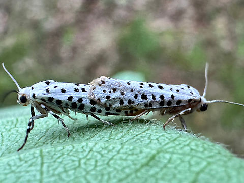 American Ermine Moth or Yponomeuta multipunctella  American Ermine Moth,Geotagged,Spring,United States,Yponomeuta multipunctella