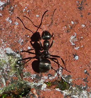 Black Carpenter Ant or Camponotus pennsylvanicus  Black carpenter ant,Camponotus pennsylvanicus,Geotagged,Spring,United States