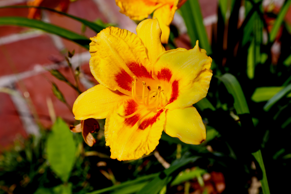 Daylily or Hemerocallis 'Black Eyed Susan'  Geotagged,Hemerocallis fulva,Hemerocallis minor,Orange day-lily,Small Daylily,Spring,United States