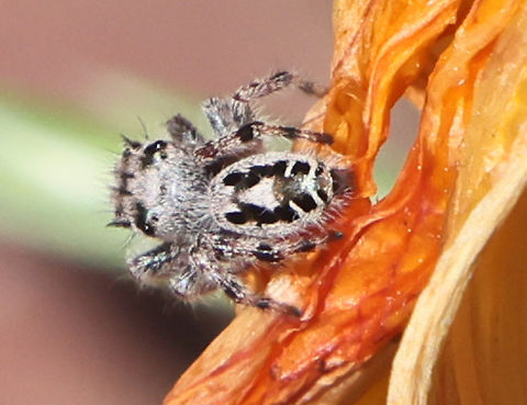 Putnam’s Jumper or Phidippus putnami  Geotagged,Phidippus putnami,Phidipus putnami,Spring,United States