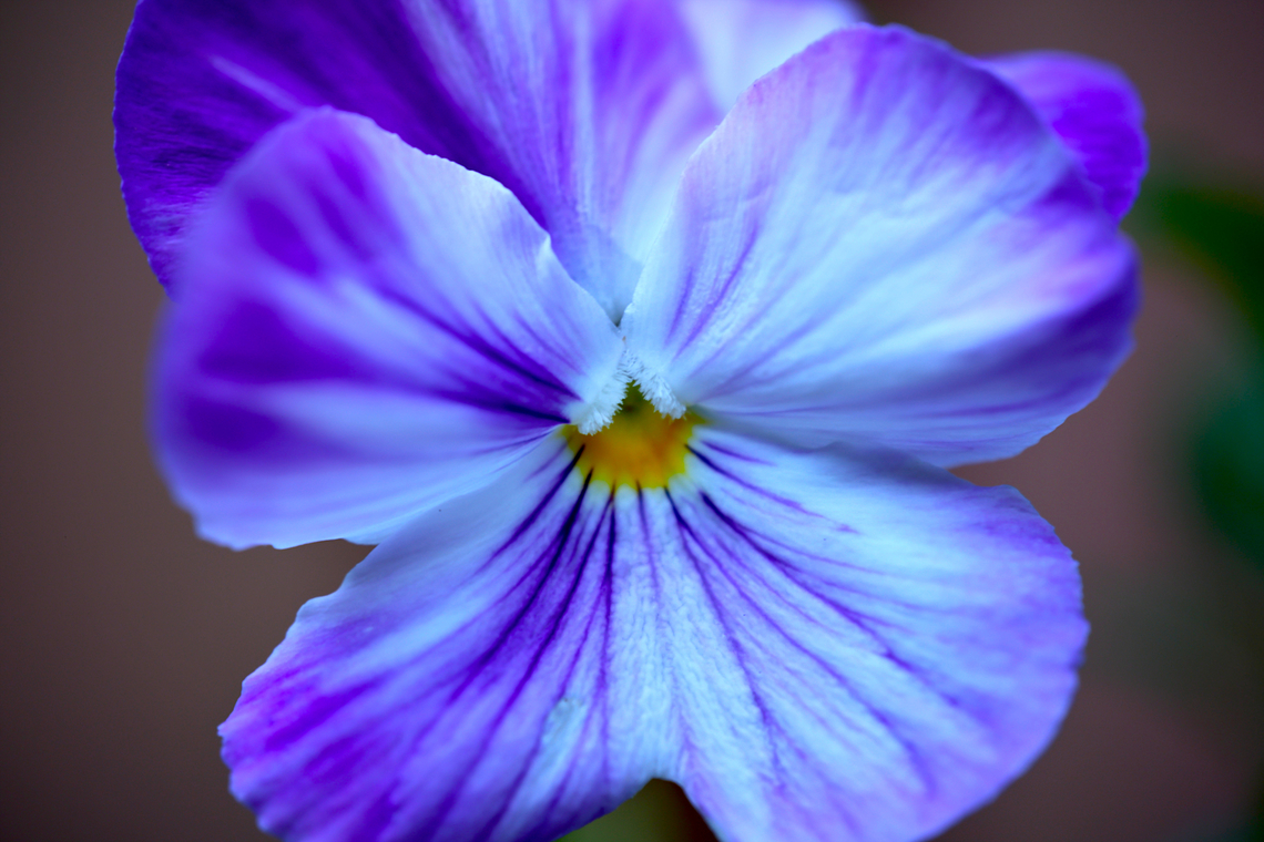 Purple Pansy (disambiguation)  Geotagged,Spring,United States