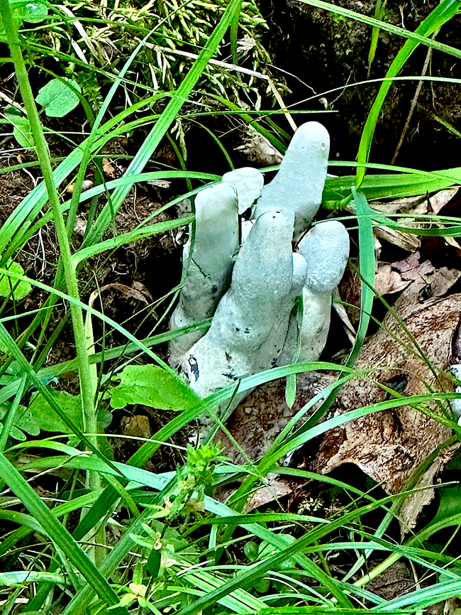 Dead Man's Fingers or Xylaria polymorpha  Dead Man's Fingers,Geotagged,Spring,United States,Xylaria polymorpha