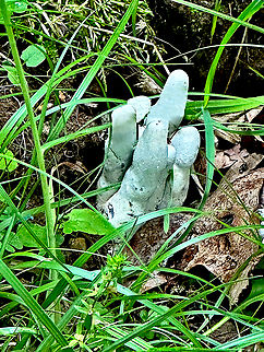 Dead Man's Fingers or Xylaria polymorpha  Dead Man's Fingers,Geotagged,Spring,United States,Xylaria polymorpha