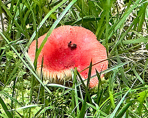 Red mushroom or Russula rubescens  Geotagged,Russula rubescens,Spring,United States
