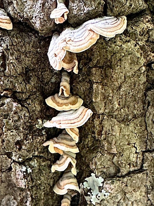 Turkey tail mushroom or Trametes versicolor  Geotagged,Spring,Trametes versicolor,Turkey Tail,United States