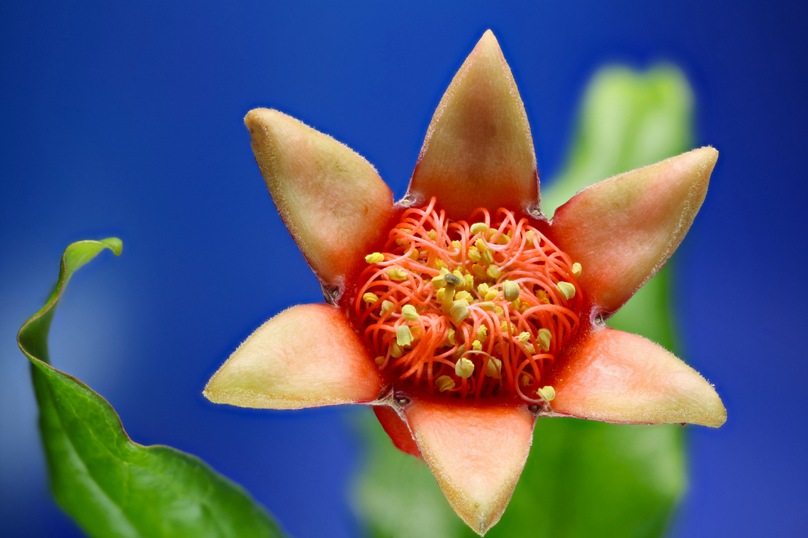 Pomegranate flower or Punica grantum From the Latin pōmum apple and grānātum seeded.<br />
f8, EA f14, 0.75x, 1/40 sec, ISO100 30 steps at 689 microns each Geotagged,Pomegranate,Punica granatum,United States