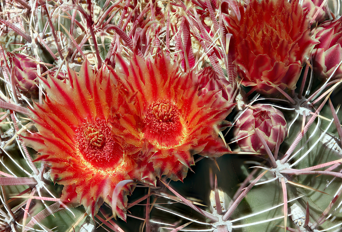 Red Barrel cactus or Ferocactus cylindraceus The red curved spines are needle sharp and tough as thick leather. They grab you pretty good too if you try to pull away. Be careful.<br />
First time I used the focus bracketing on the Canon R5. It worked pretty nicely.<br />
40 stacked-shots_2024-05-21-12.09_.19_ZS_PMax Ferocactus cylindraceus,Geotagged,United States