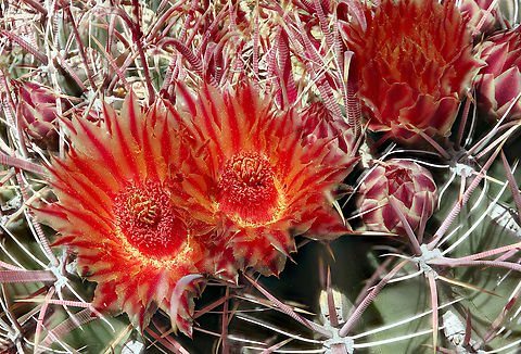 Red Barrel cactus or Ferocactus cylindraceus The red curved spines are needle sharp and tough as thick leather. They grab you pretty good too if you try to pull away. Be careful.
First time I used the focus bracketing on the Canon R5. It worked pretty nicely.
40 stacked-shots_2024-05-21-12.09_.19_ZS_PMax Ferocactus cylindraceus,Geotagged,United States