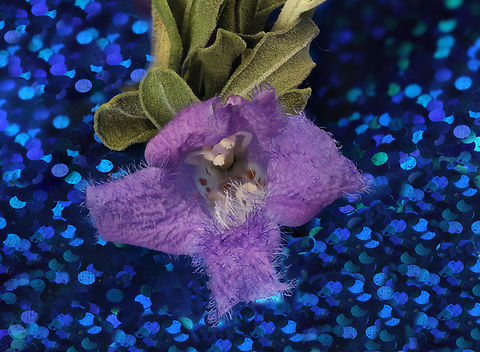 Purple Texas Shade or Leucophyllum frutescens 1x, 33 steps, 506 microns, F8, EAf16, 1/15sec, 2024-05-24-04.38_.03_ZS_PMax_ Cenizo,Geotagged,Leucophyllum frutescens,United States